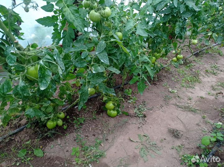 Домашние помидоры