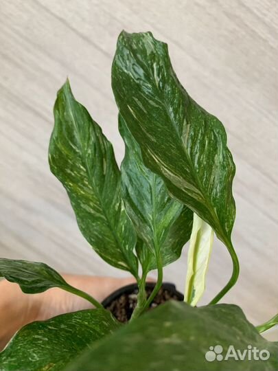 Спатифиллум Джемини