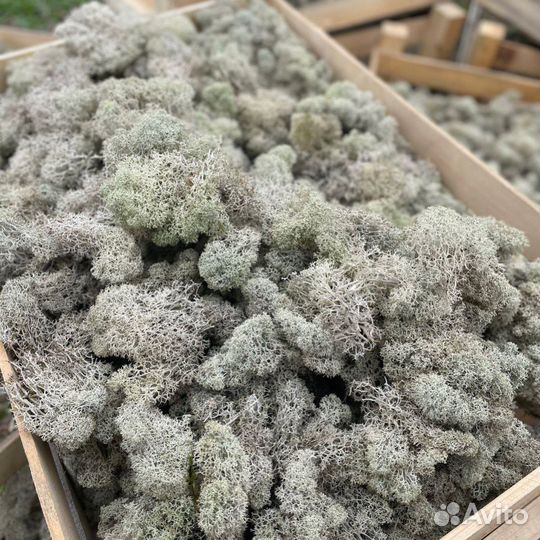 Мох Ягель живой(сухой,очищеный)