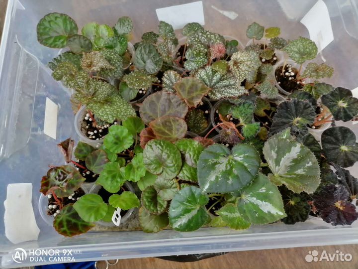 Бегония природники