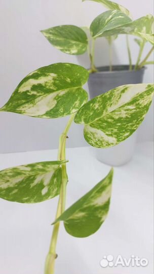 Эпипремнумы (сциндапсусы)