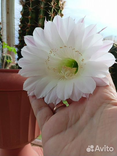 Кактус цветущий