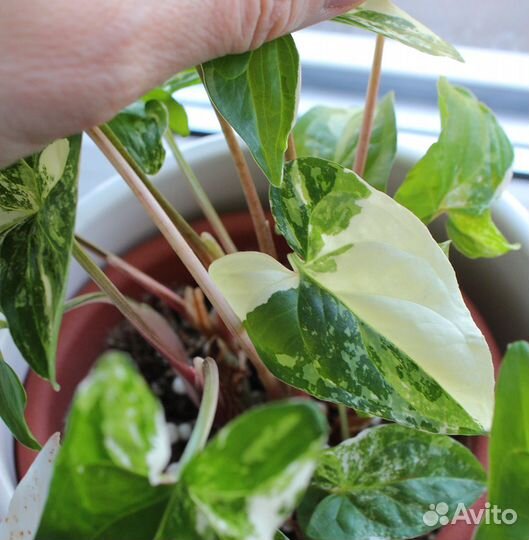 Сингониум Империал Вайт, пушистый кустик