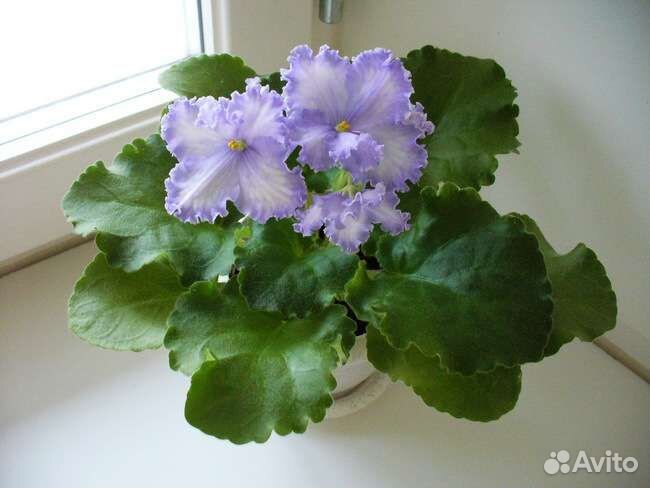 Фиалка стартер