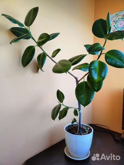 Фикус каучуконосный большой