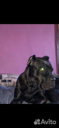 Щенки Кане-корсо