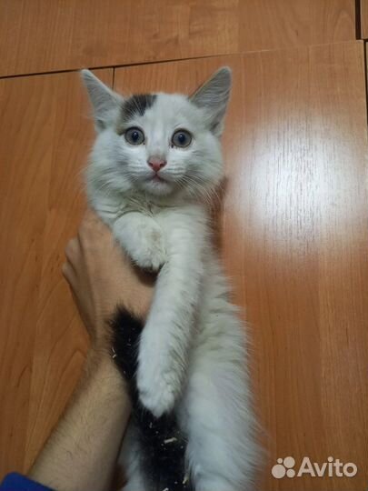 От скуки котенок в добрые руки