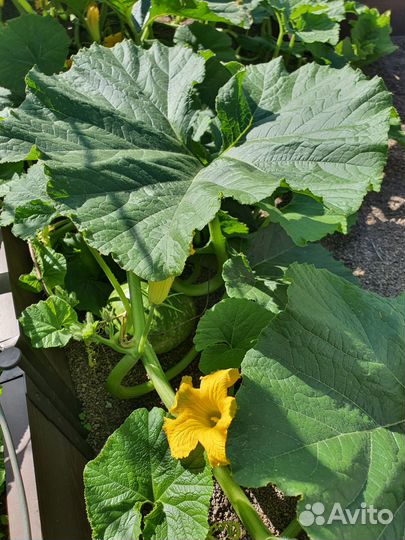 Алоэ, тыква, кабачки