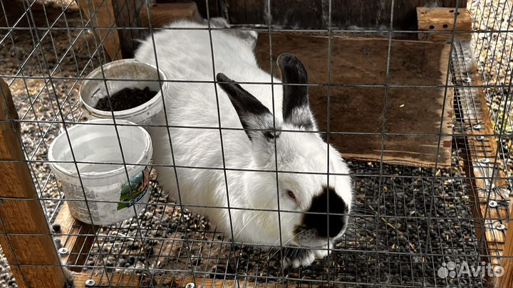 Калифорнийские кролики