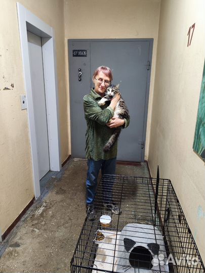 Кот нуждается в доме