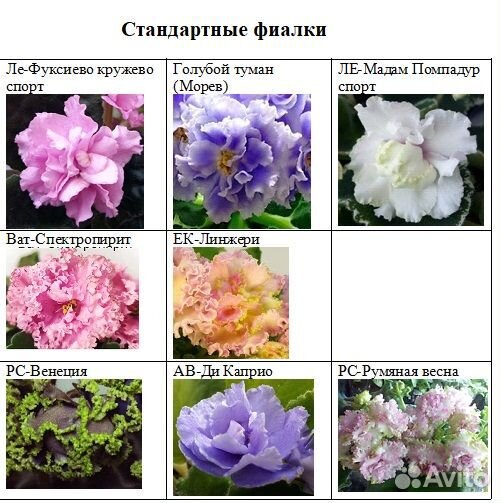 Фиалки (сенполии)