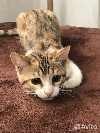 Бенгальские котята