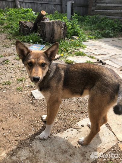 Щенок девочка 5 мес в добрые руки отдам бесплатно