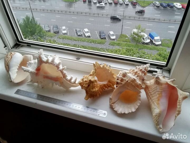 Морские ракушки раковины