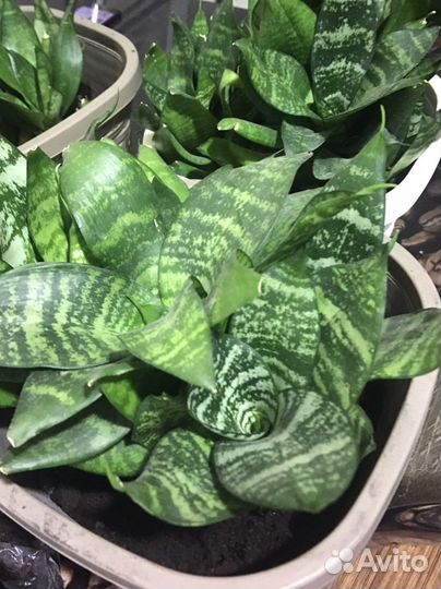 Сансевиерия ханни