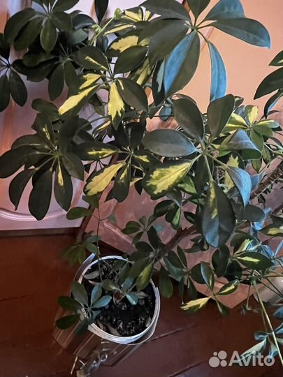 Комнатные растения