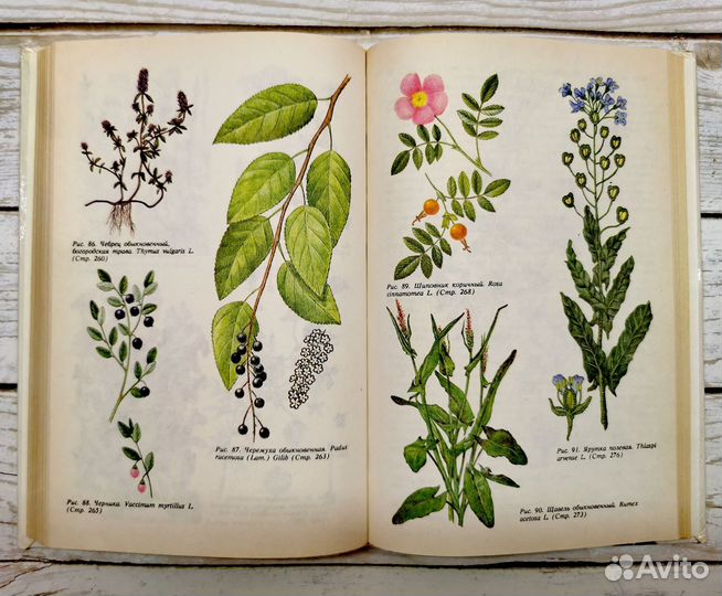 Книга о применении дикорастущих растений