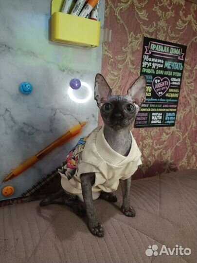 Котёнок Канадский сфинкс