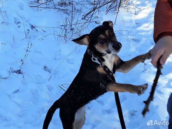 Собака в добрые руки