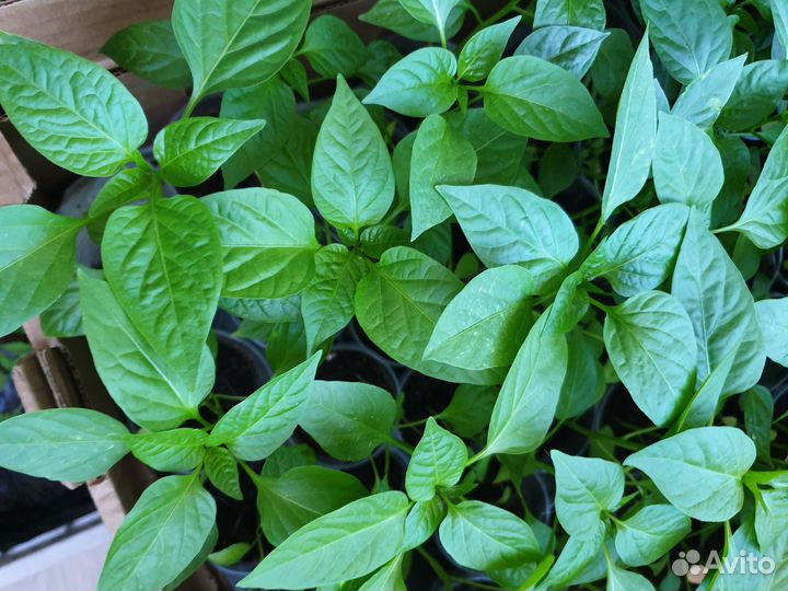 Перец острый рассада