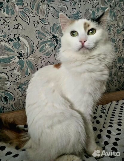 Кошечки в добрые руки