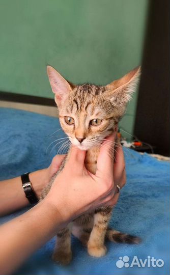 Котенок в добрые руки