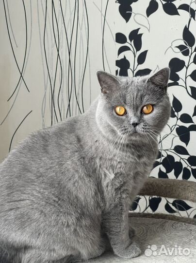 Британская короткошерстная кошка