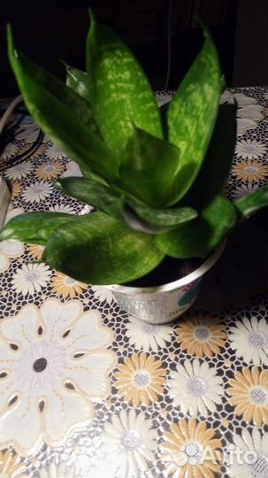 Комнатные цветы