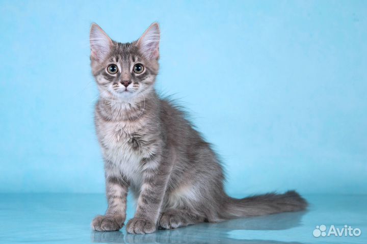 Пушистый котёнок Бархан в добрые руки