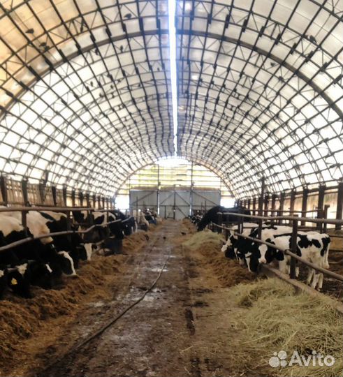 Продается ферма в Рязанской области 825 гектар