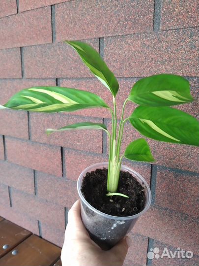 Ктенанта Лубберса