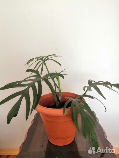 Филодендрон