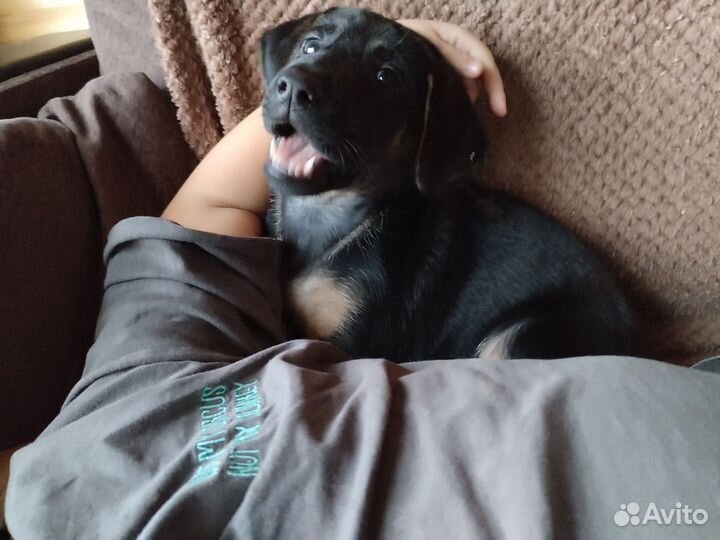 Отдам в добрые руки помесь Лабрадора и овчарки