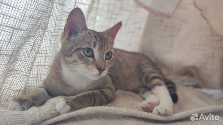 Котенок в добрые руки