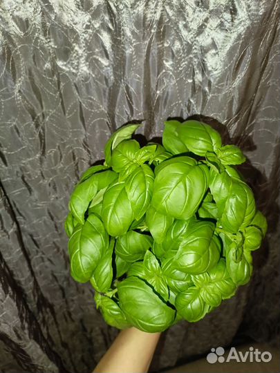 Базилик свежий