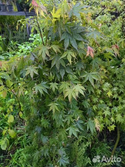 Клен Кацура