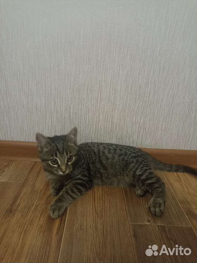 Дворняжка кошка