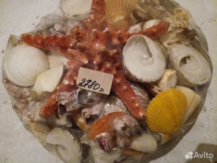 Большой набор ракушек