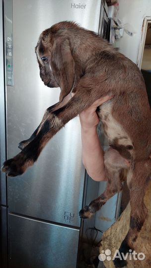 Англо нубийские козлята