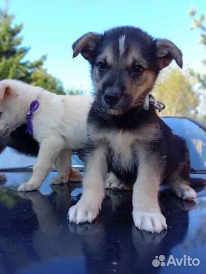 Щенки лайки