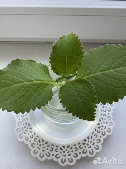 Мята комнатная (Плектрантус)