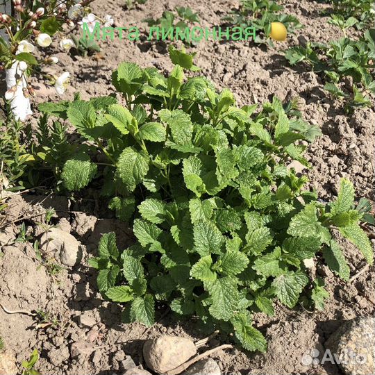 Мята лимонная