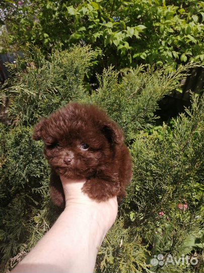 Мальтипу Помапу