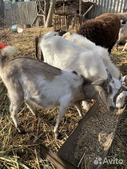 Козалята пародестые
