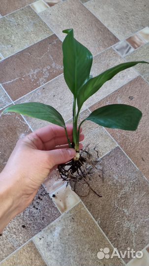 Спатифиллум