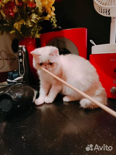 Котята плюшевые целовательные