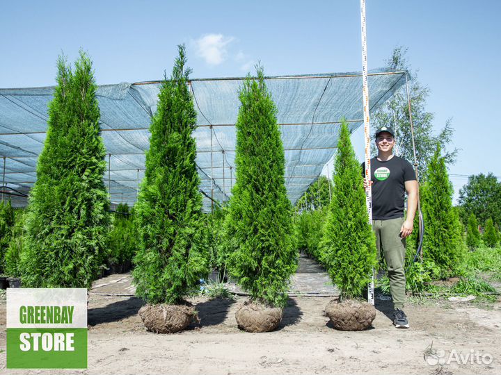 Туя 160 см