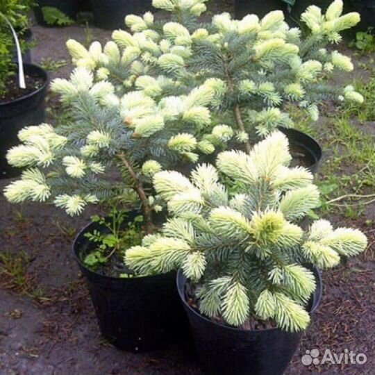 Ель колючая Белобок