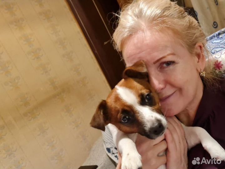 Передержка собак