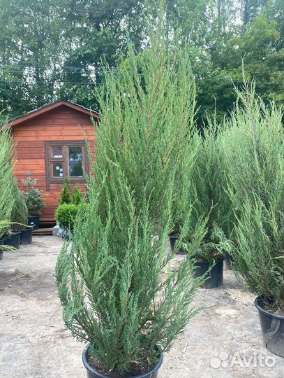 Можжевельник Блю Эрроу С3